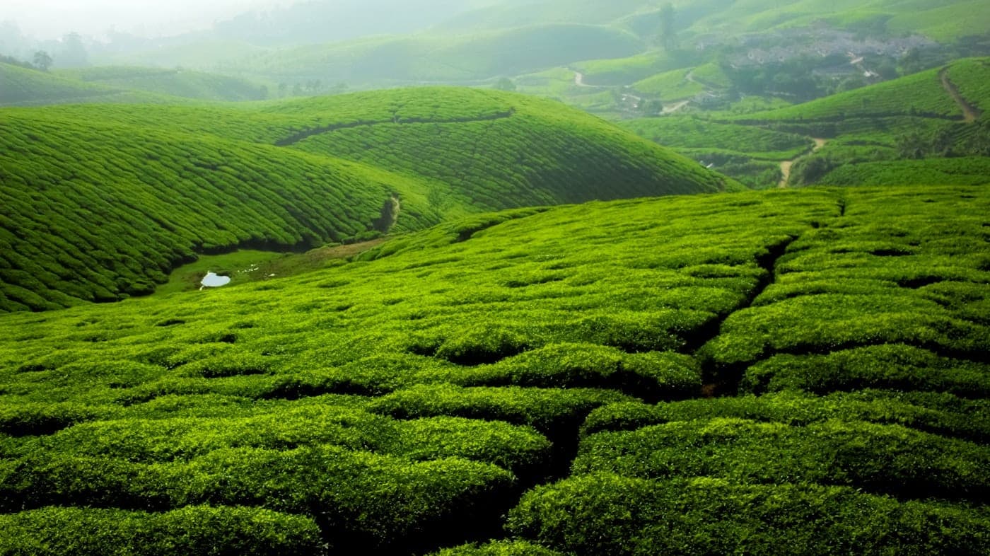 Plots & Land in Idukki