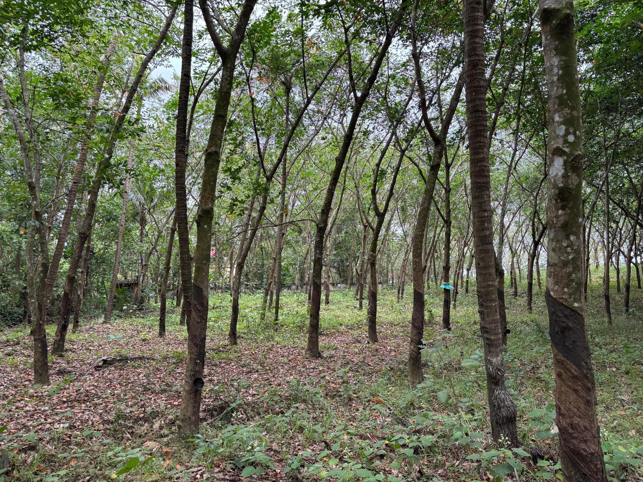Plot for Sale in Parippally, Kollam