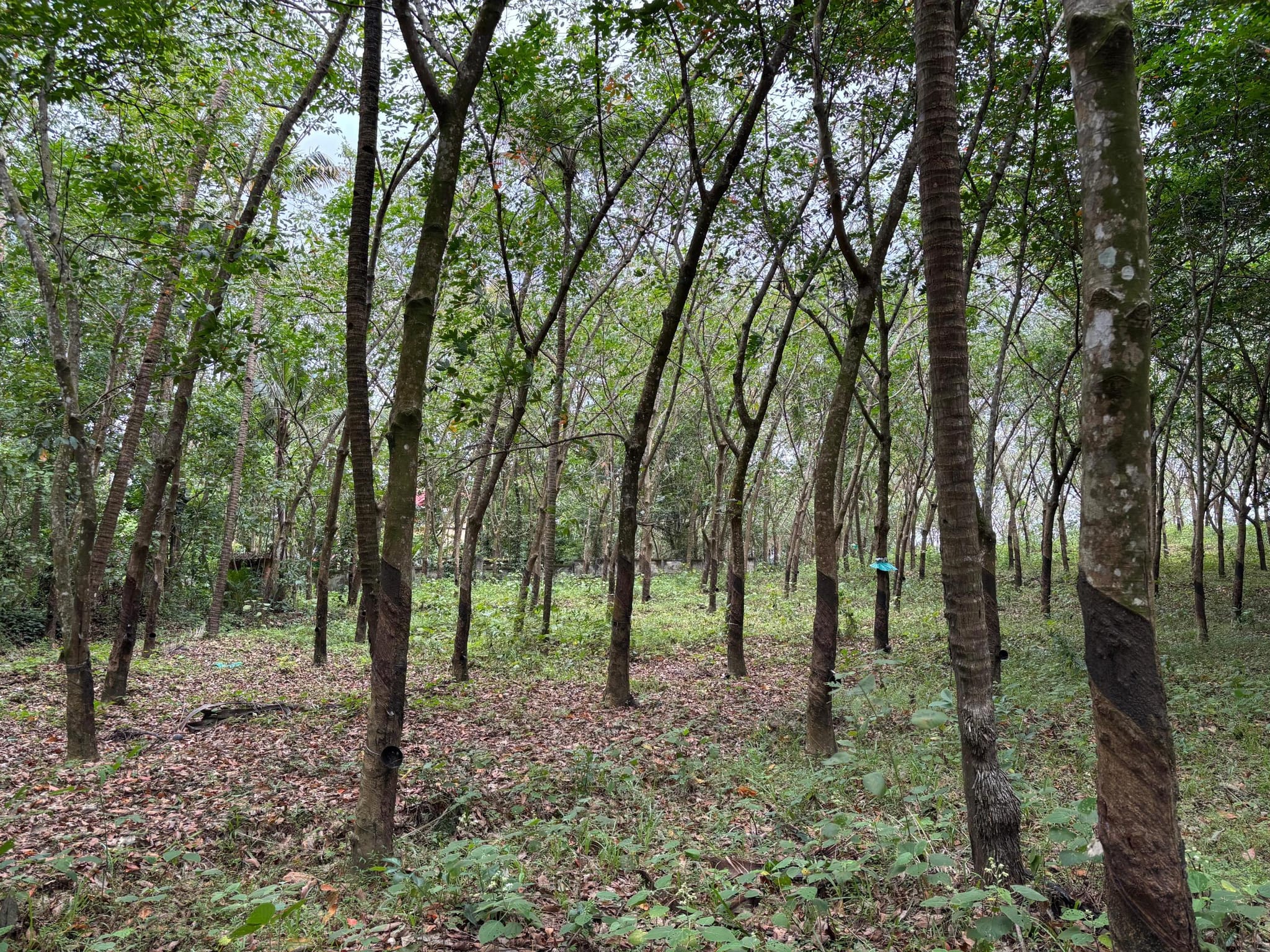 Plot in parippally