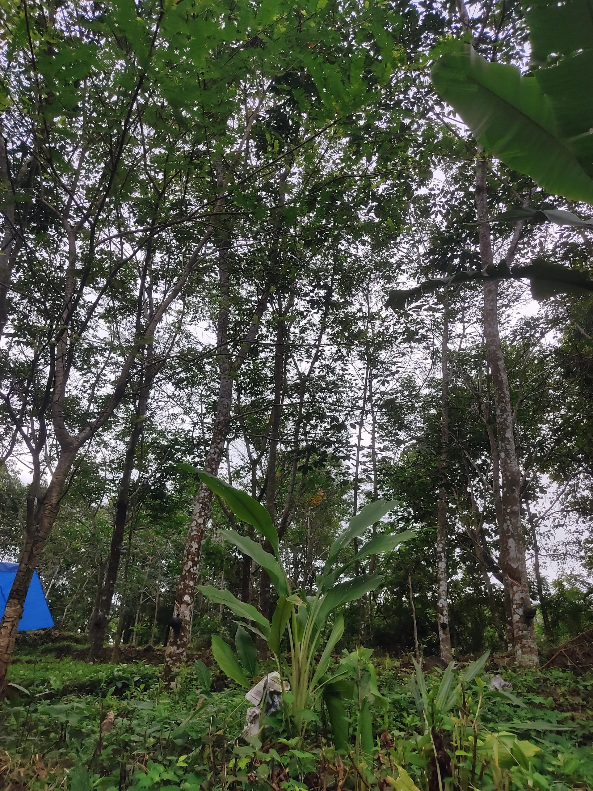 Plot for Sale in Chirakkakkode, Thrissur