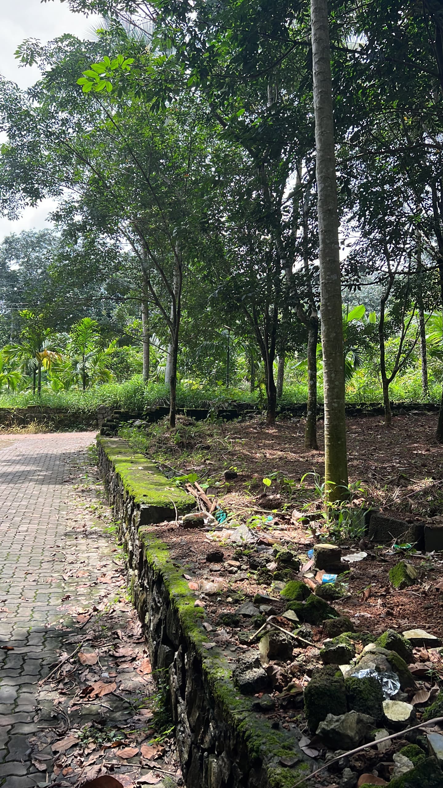 Plot for Sale in Choondy, Kochi