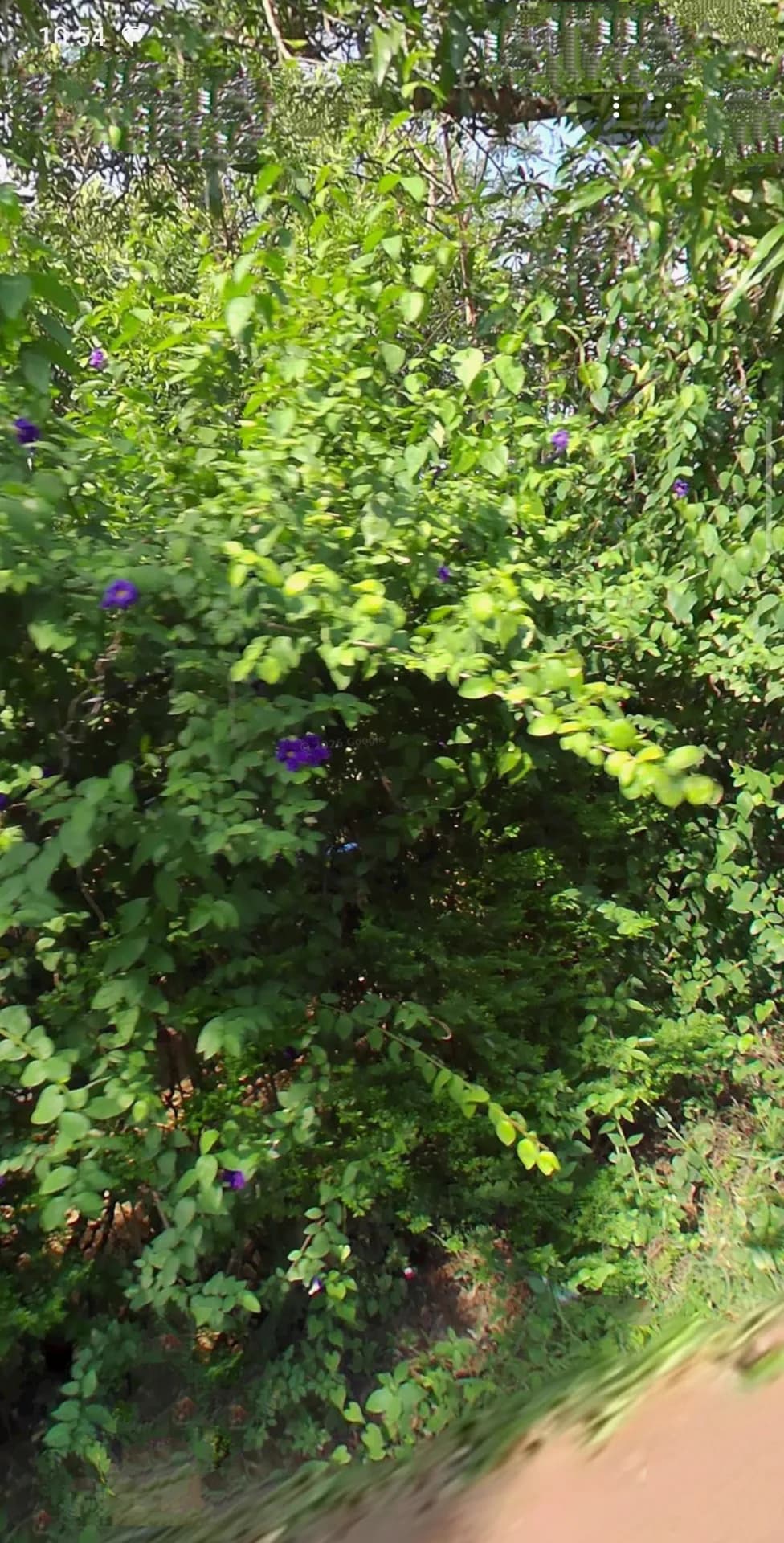 Plot for Sale in Kalkoonthal, Idukki