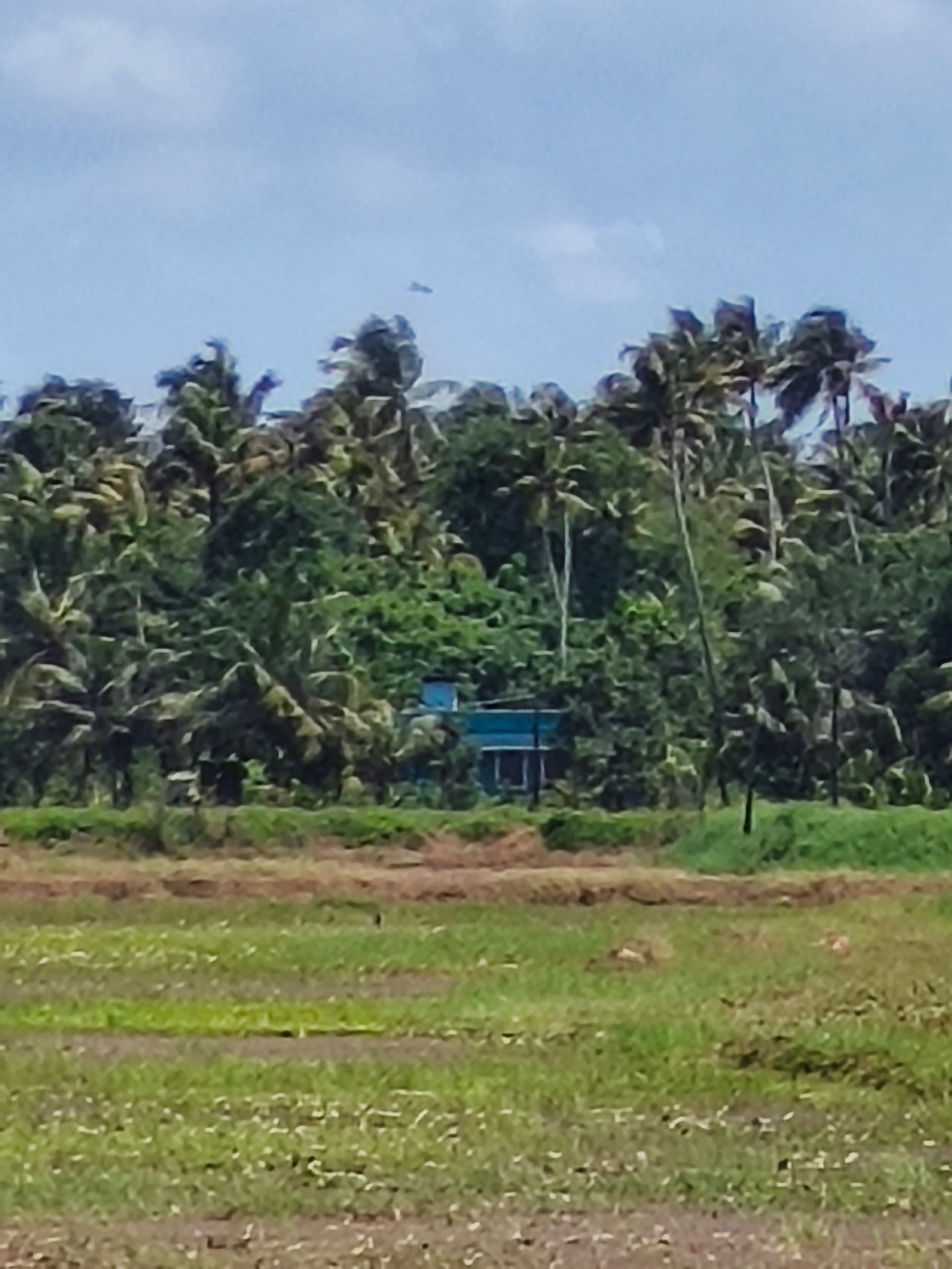 90 Cent plot in pazhayannur town