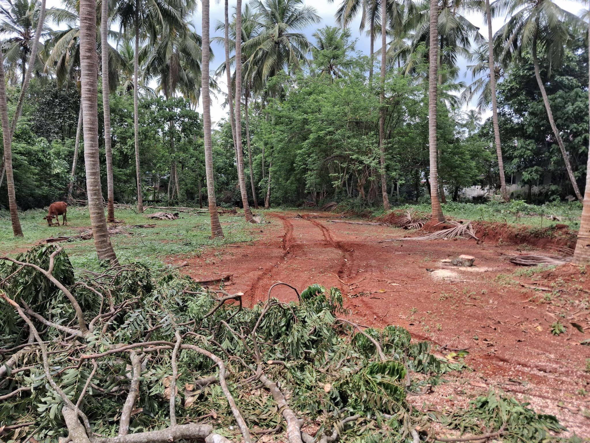 Plot for Sale in Kattipparutti, Malappuram