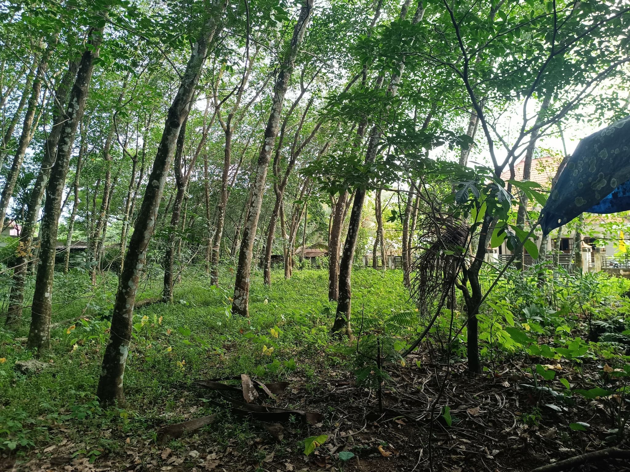 Plot for Sale in Anamala, Kottayam