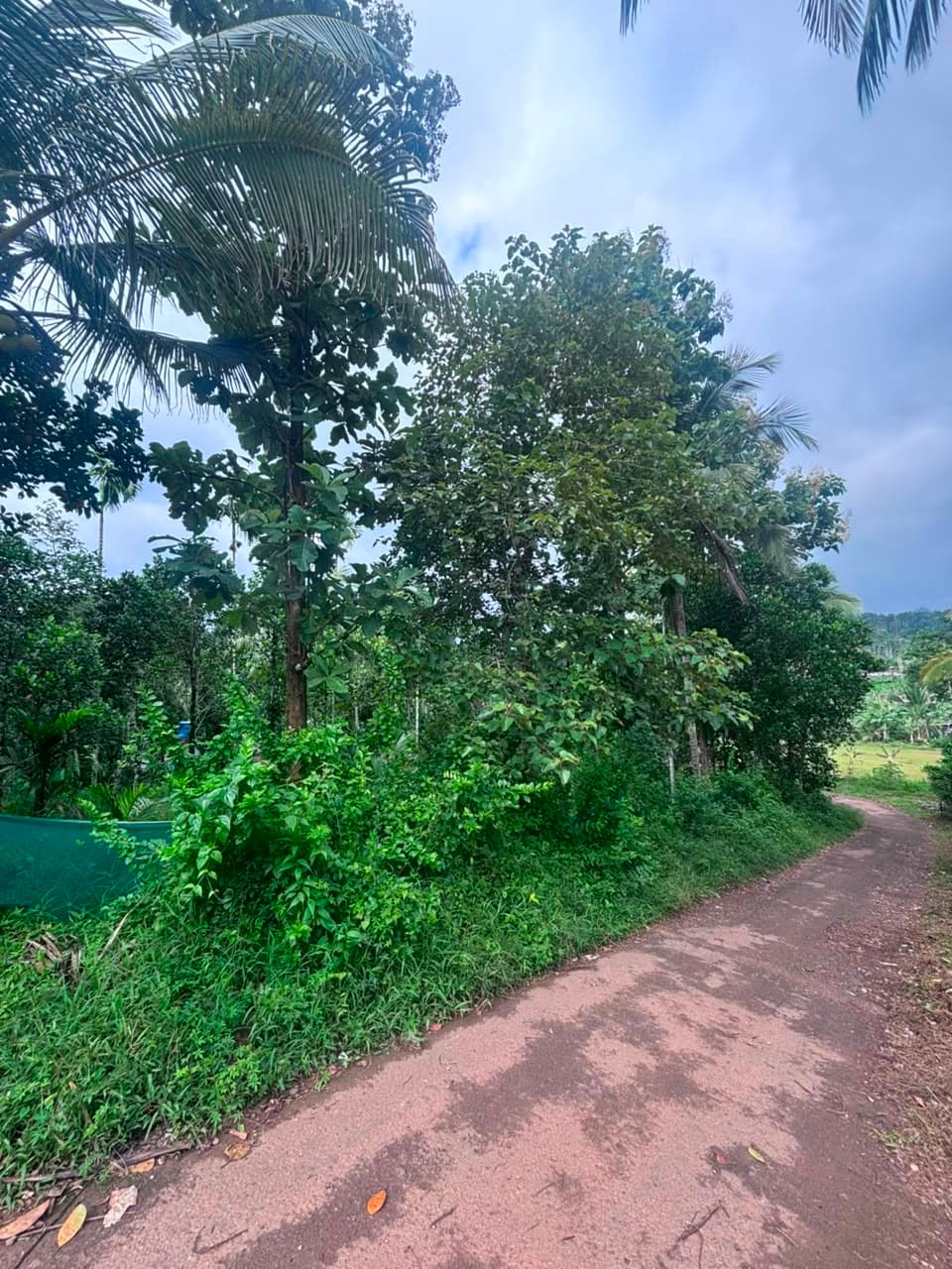 Plot for Sale in Krishnagiri, Wayanad