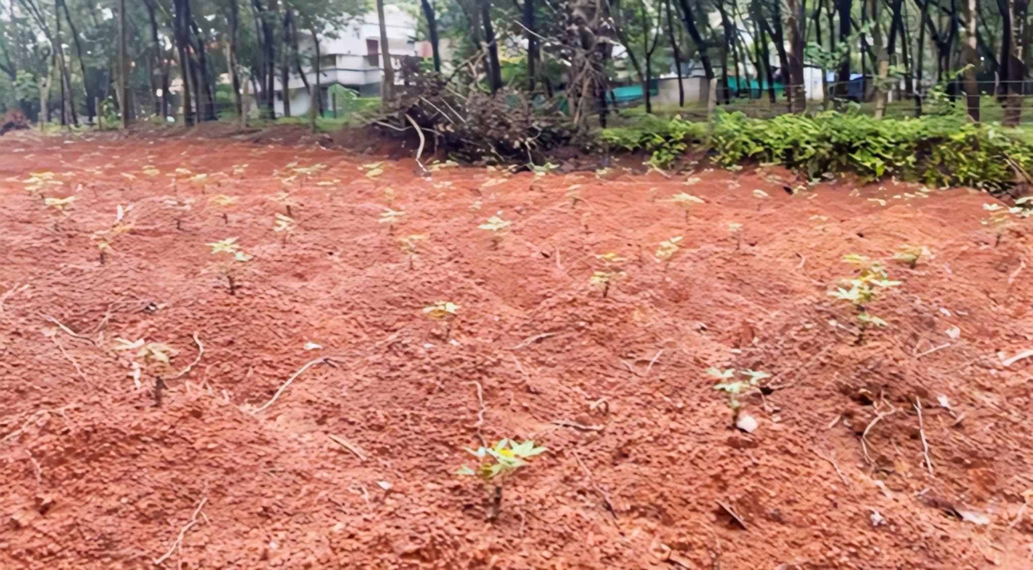 Plot for Sale in Amaravila, Thiruvananthapuram