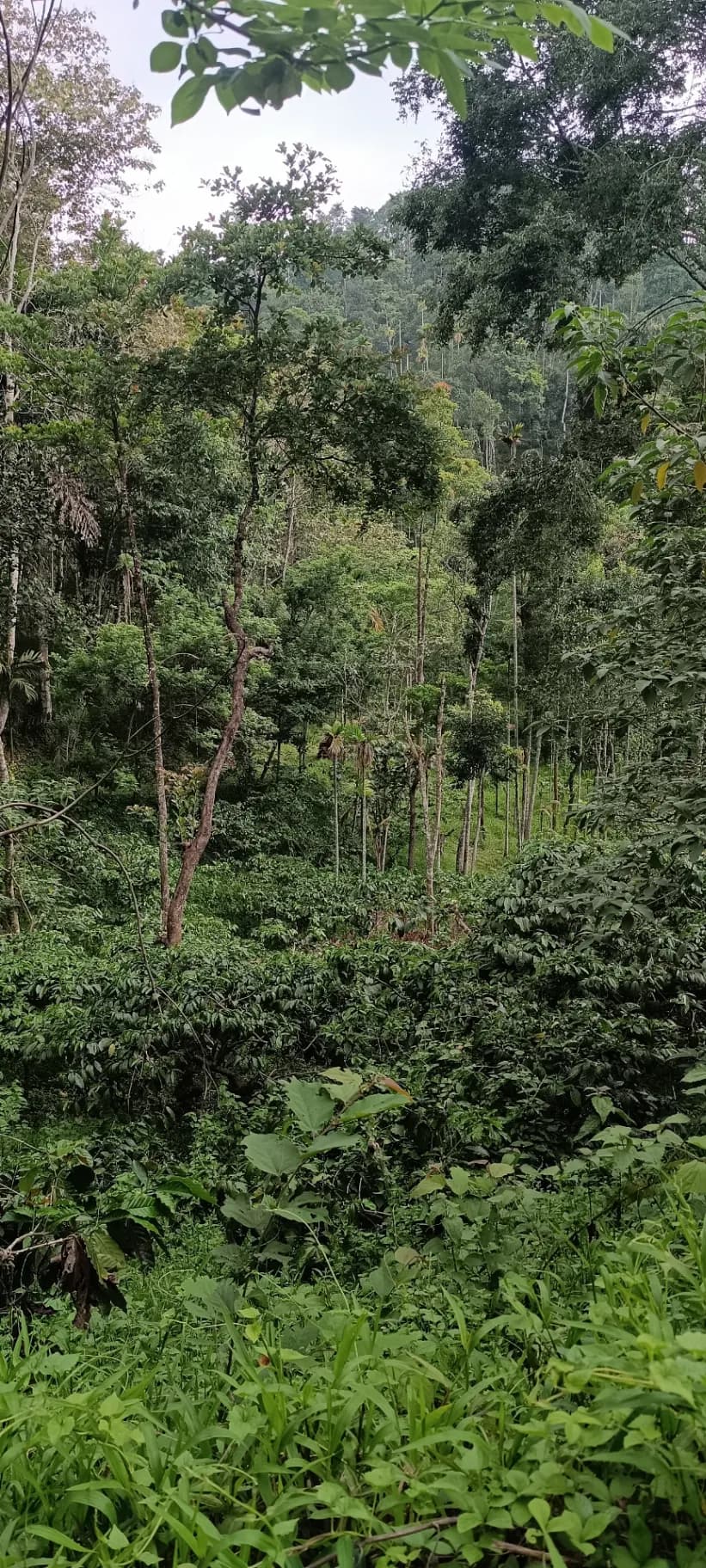 Plot for Sale in Cheeral, Wayanad