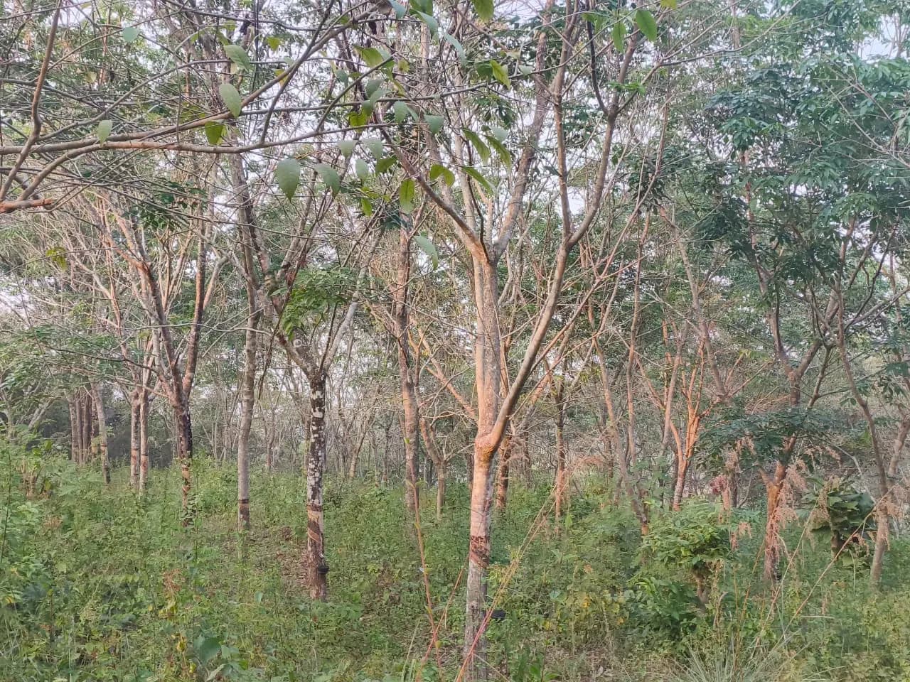 Plot for Sale in Bedadka, Kasaragod