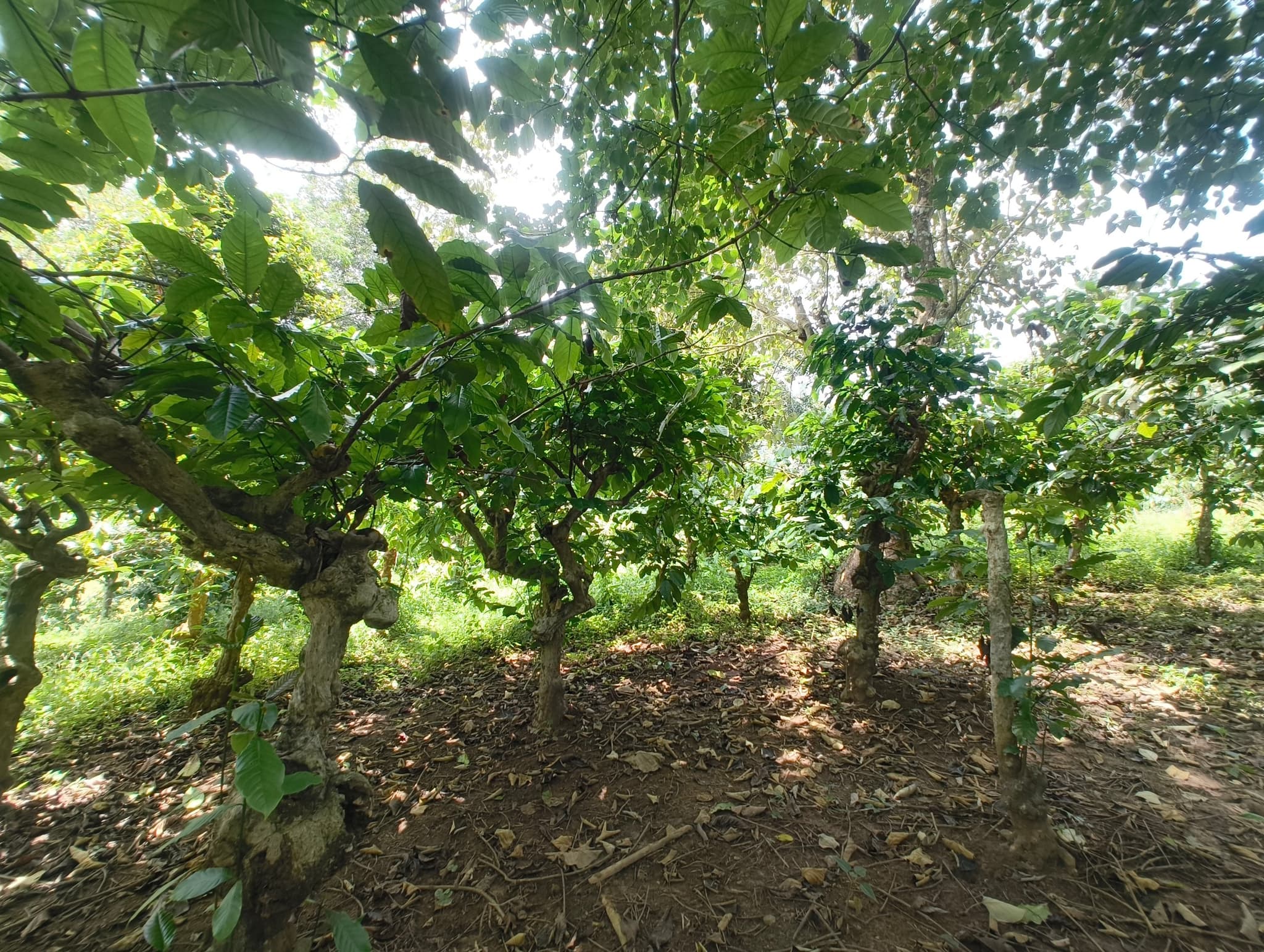 Plot for Sale in Edakkombam, Wayanad