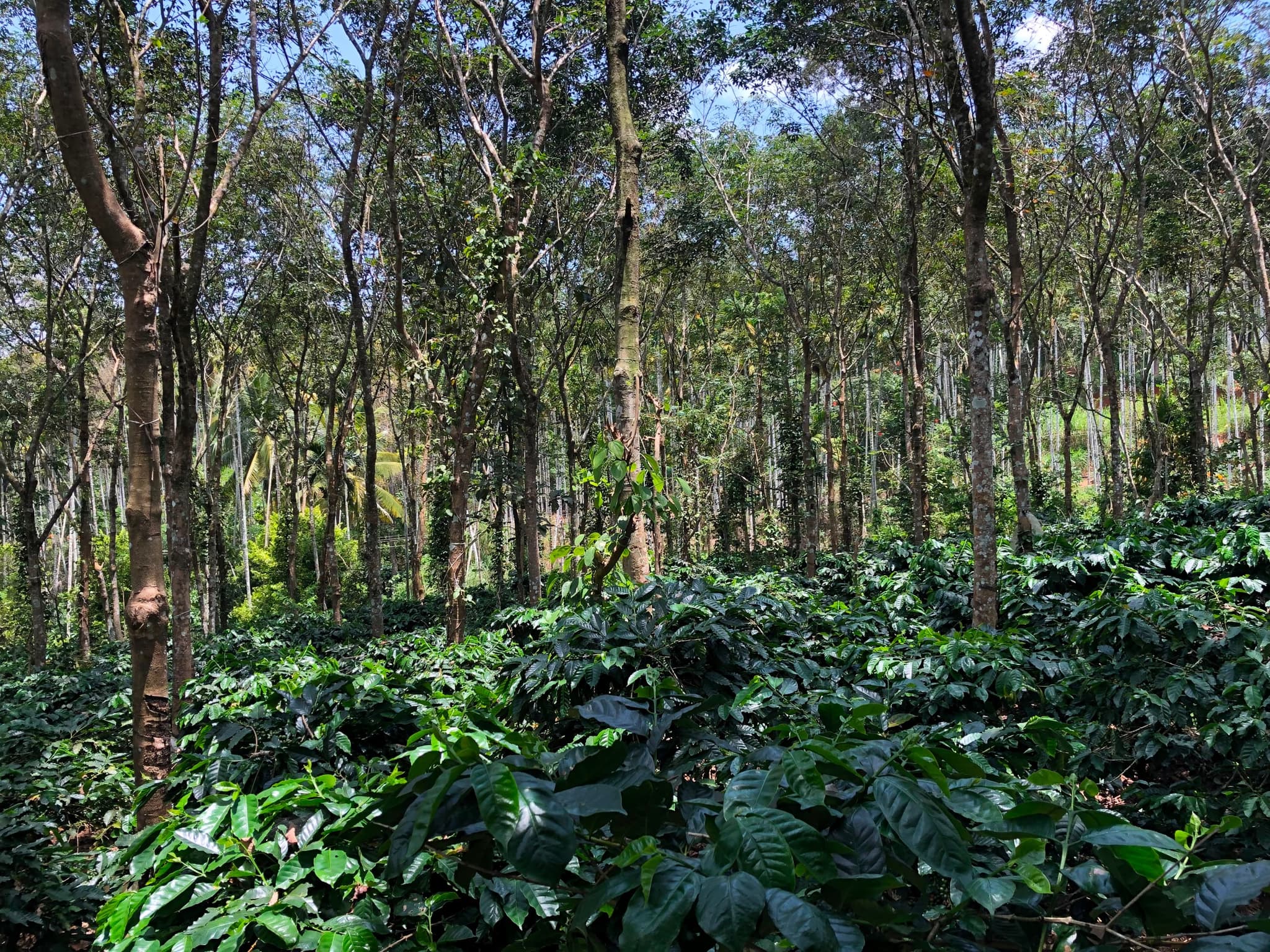 Plot for Sale in Pulpally, Wayanad
