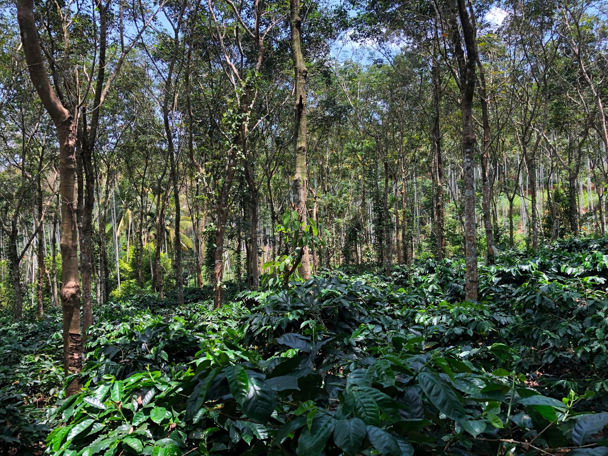 2.08 Acres Productive Agricultural Land for Sale – Pulpally, Wayanad