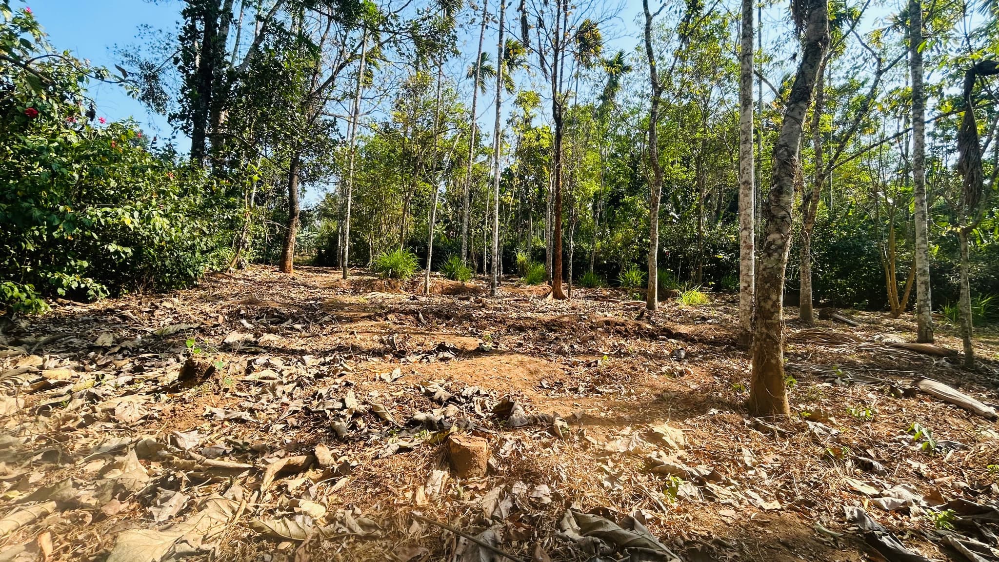 Plot for Sale in Pulpally, Wayanad
