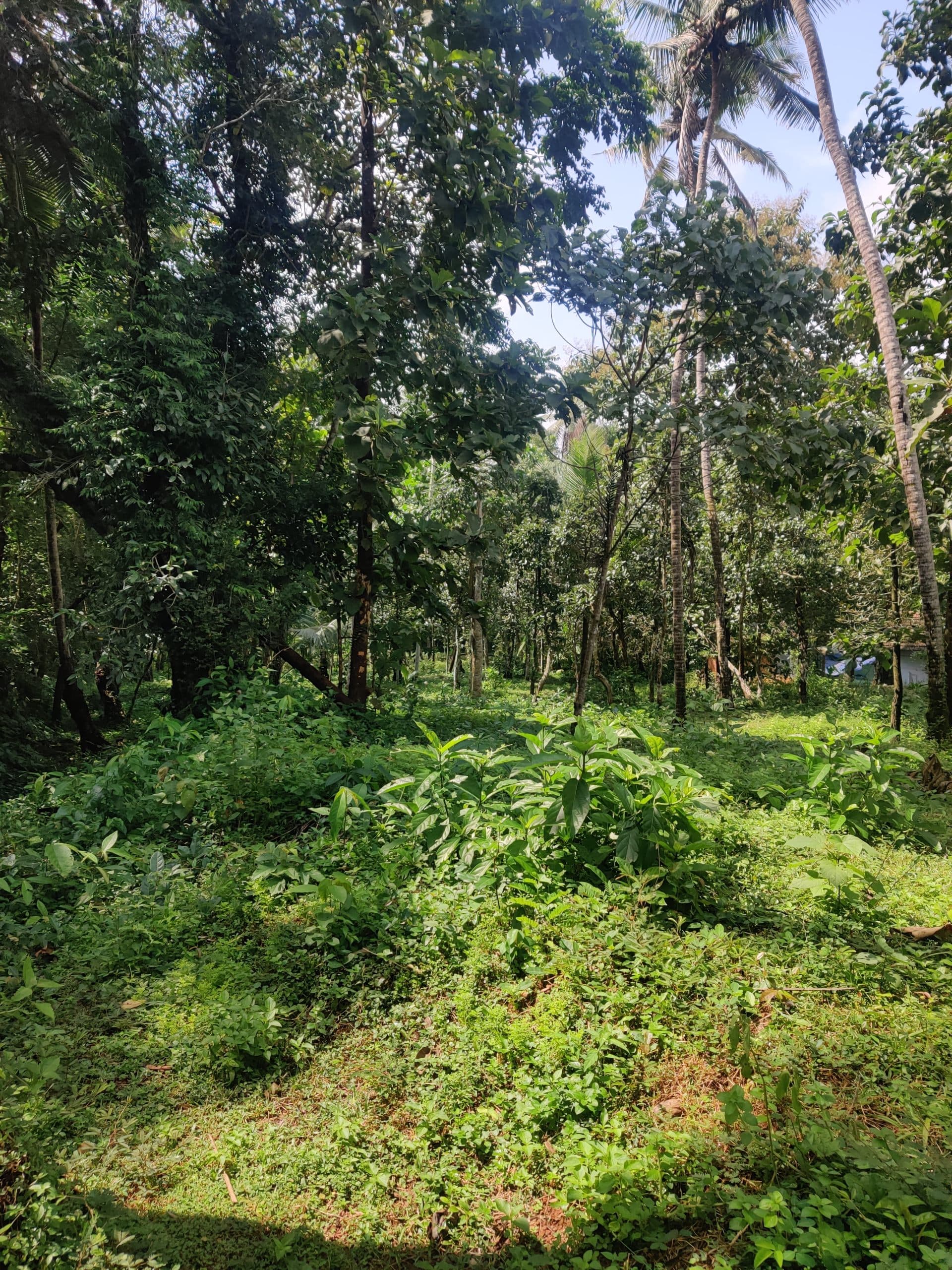 Plot for Sale in Kinattintavide, Kannur