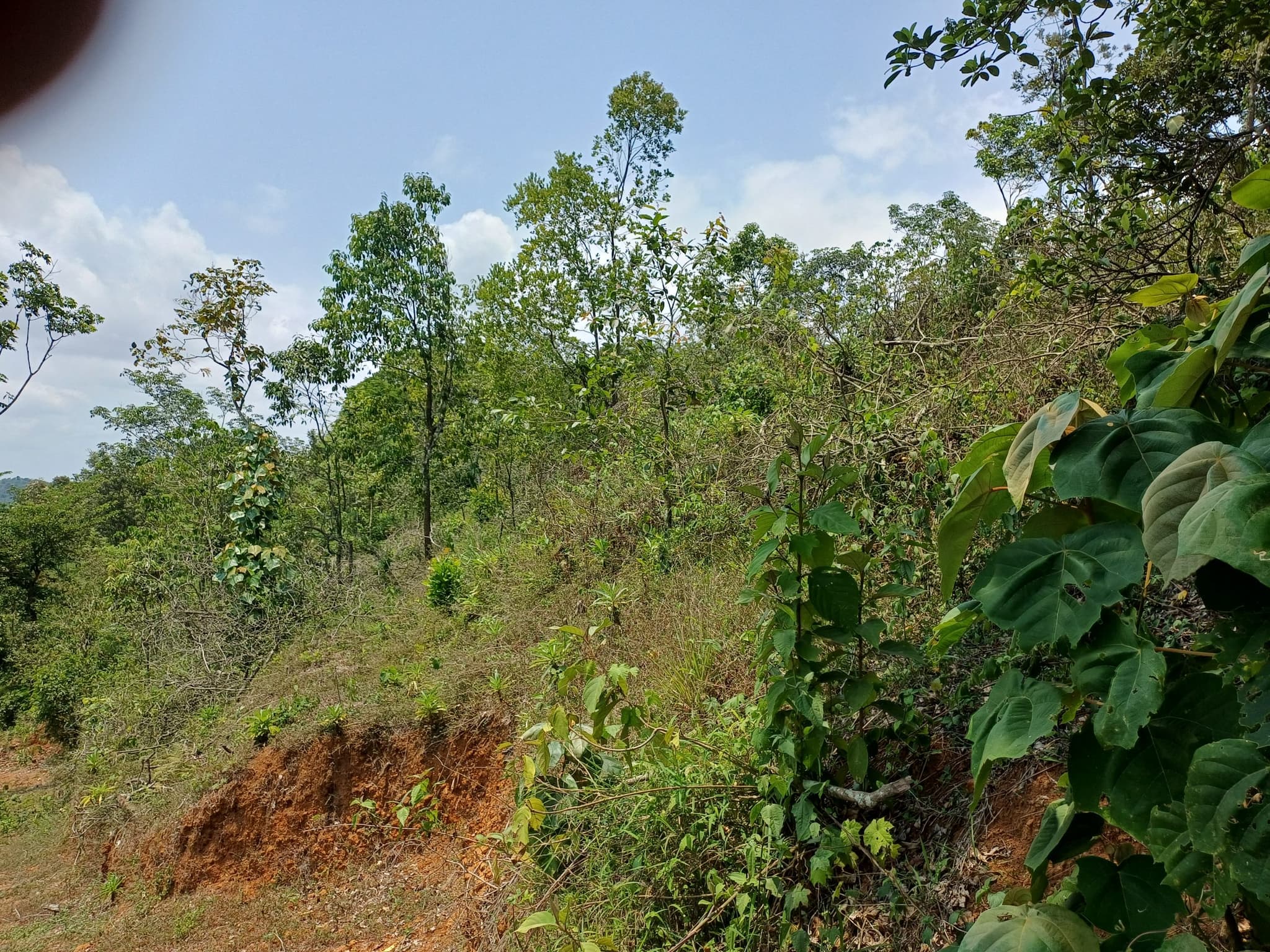 Plot for Sale in laksham veedu colony, Wayanad