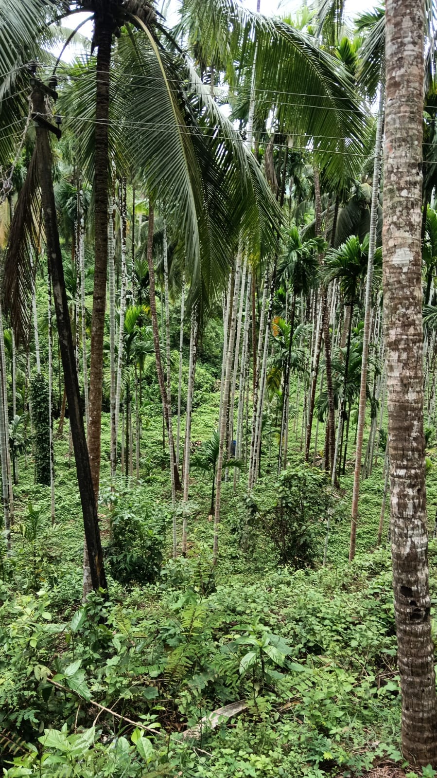 Residential plot muliyar panchayath