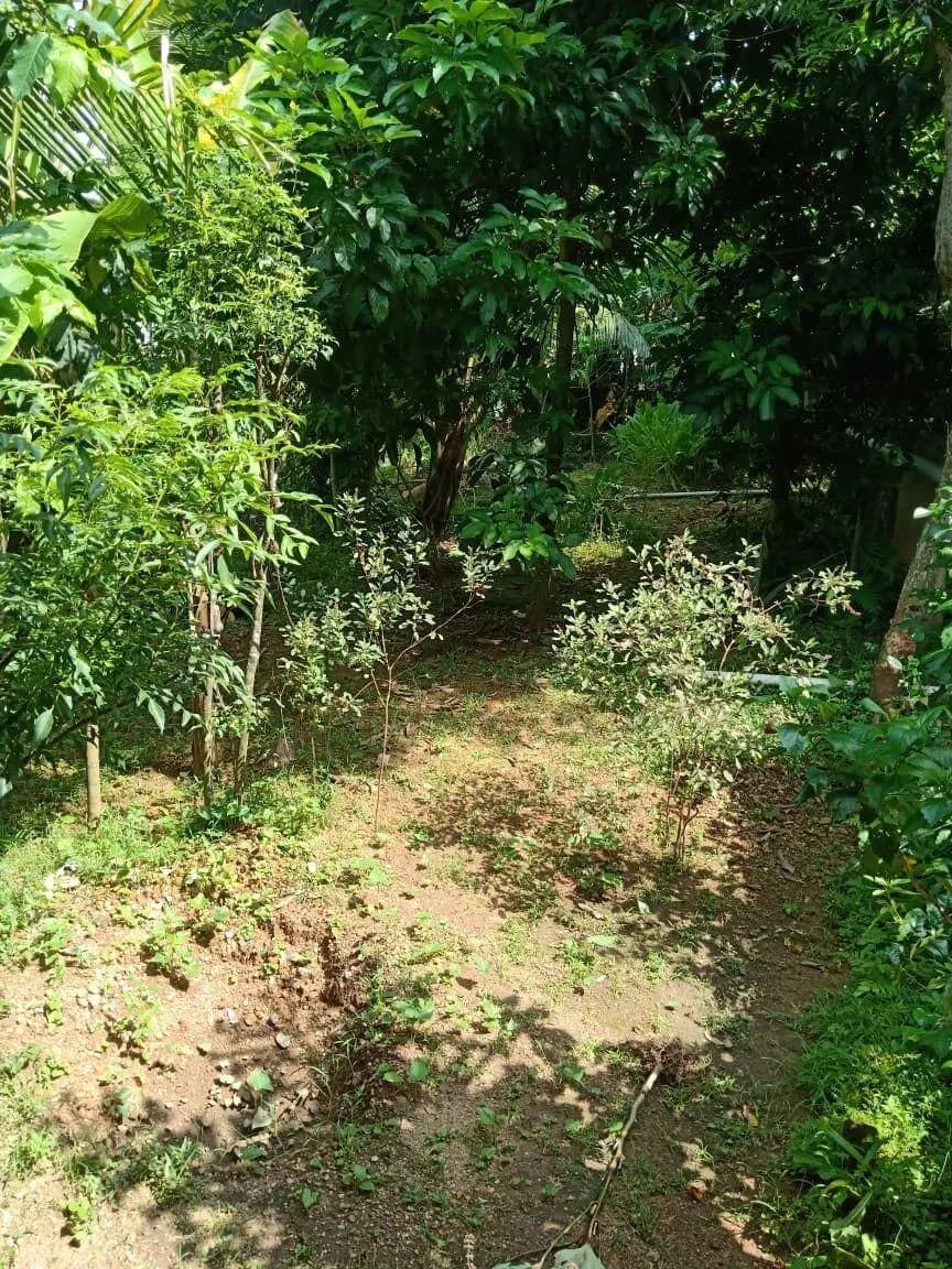 Plot for Sale in Vazhayila, Thiruvananthapuram